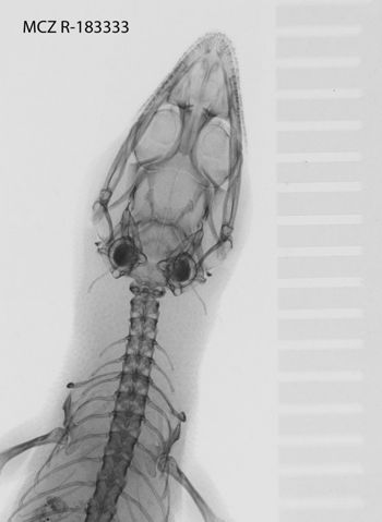 Media type: image;   Herpetology R-183333